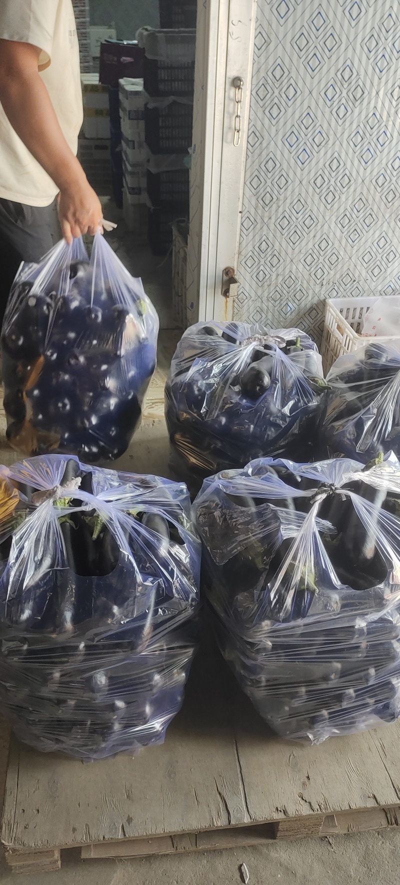 山东菏泽精品布莱迪长茄产地