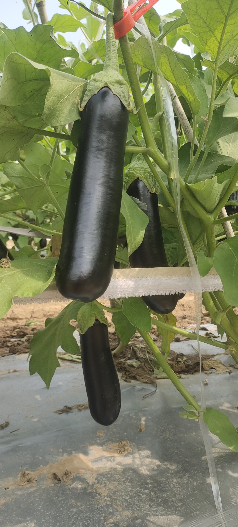 山东菏泽精品布莱迪长茄产地