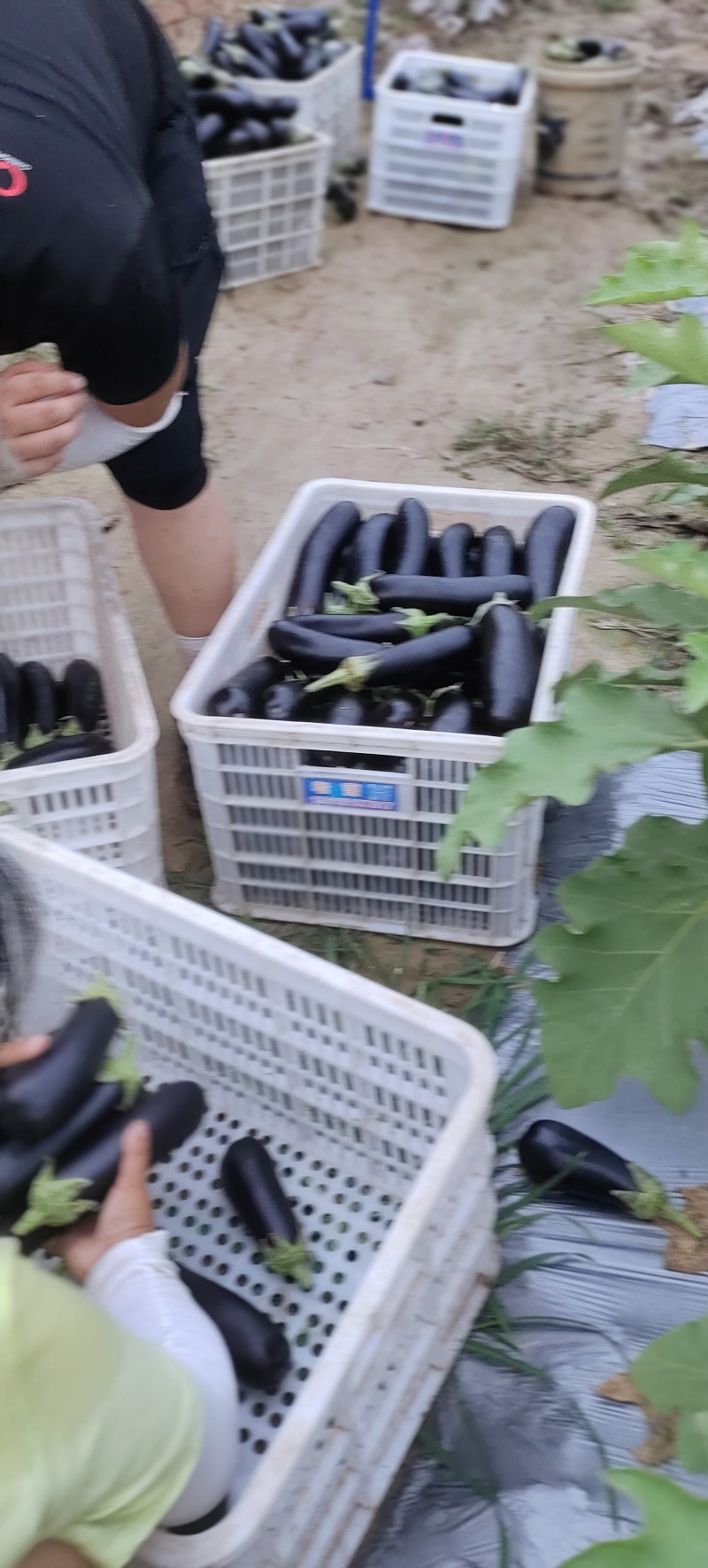 山东菏泽精品布莱迪长茄产地