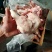 后肘骨，猪后腿骨货源充足量大从优欢迎联系咨询订购