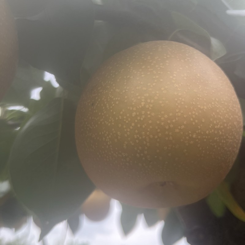 绥中秋月
