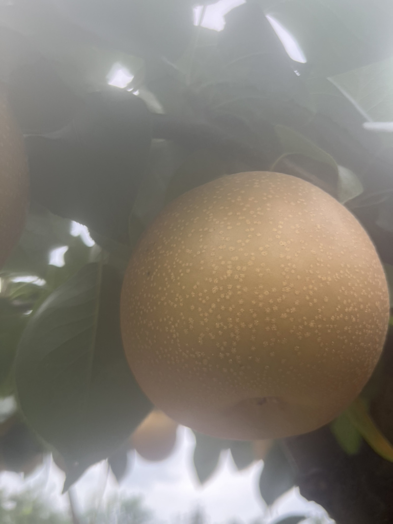 绥中秋月