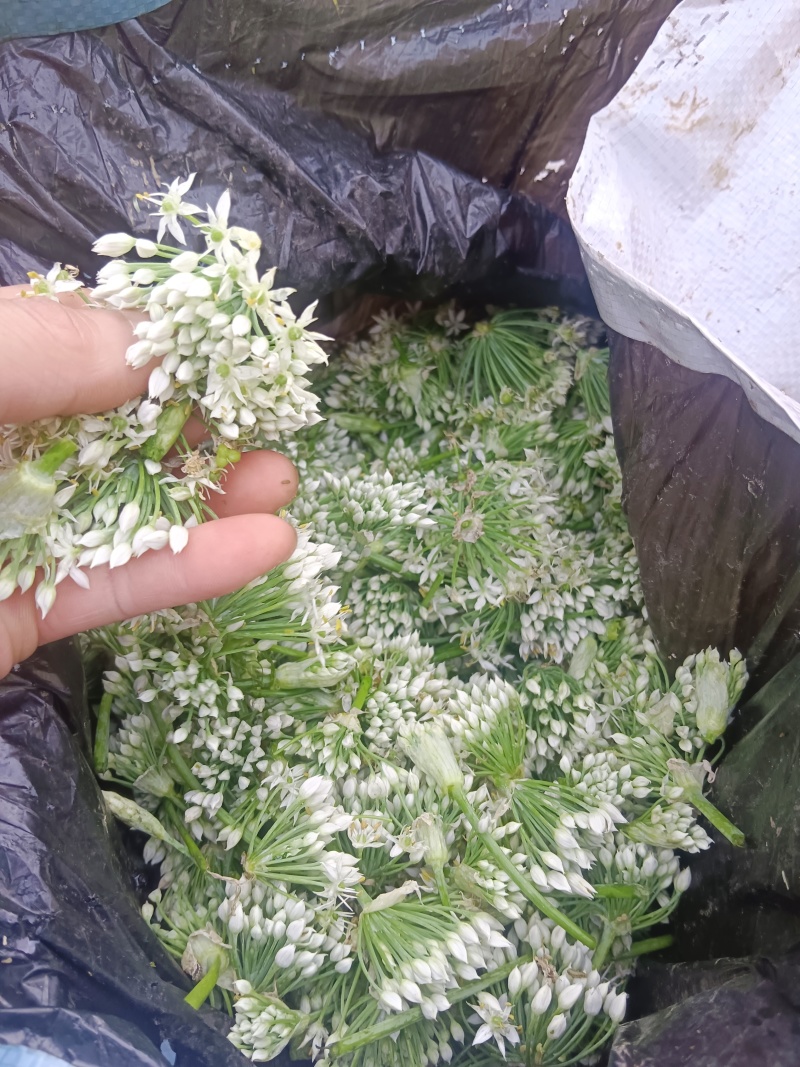 韭菜花河北邯郸临漳万亩韭菜基地