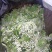 韭菜花河北邯郸临漳万亩韭菜基地
