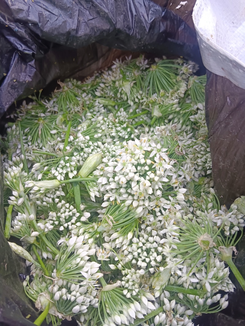 韭菜花河北邯郸临漳万亩韭菜基地
