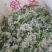 韭菜花河北邯郸临漳万亩韭菜基地