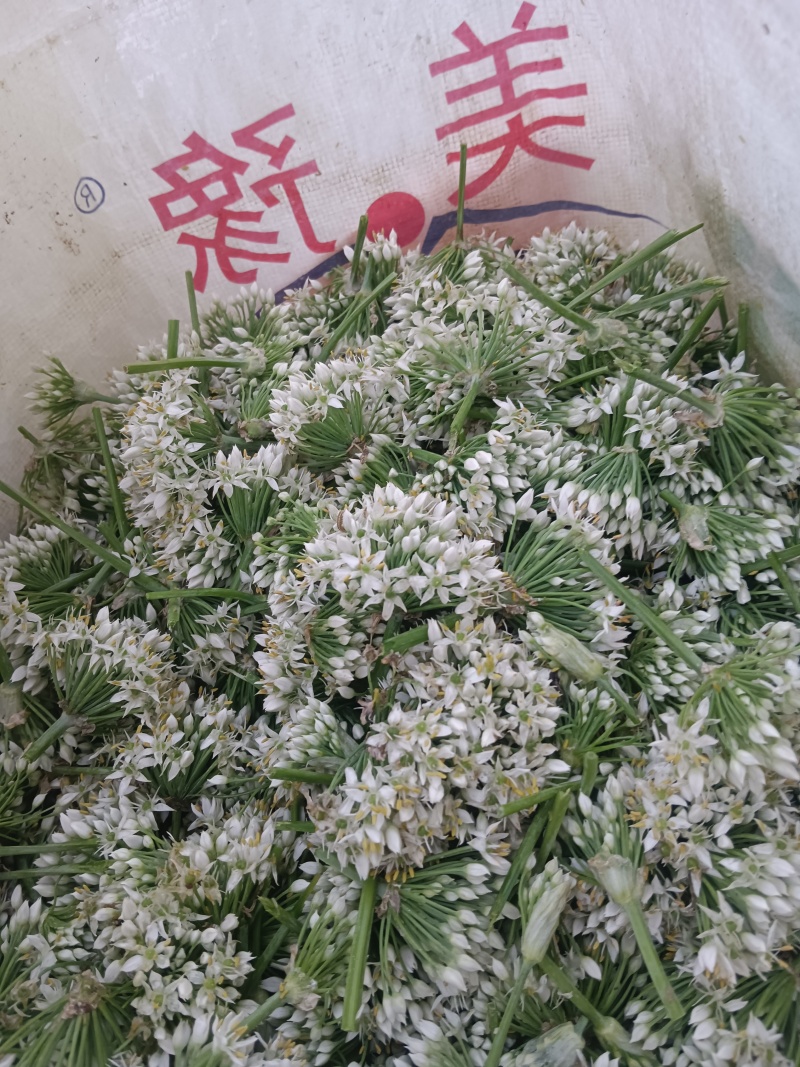 韭菜花河北邯郸临漳万亩韭菜基地