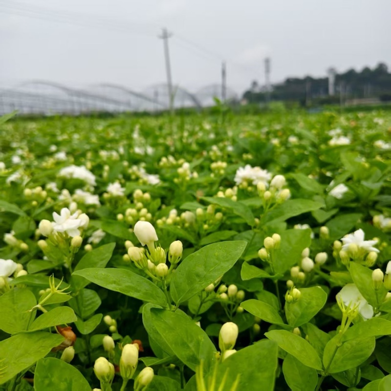 茉莉花盆栽/花卉/产区直发/大量有货
