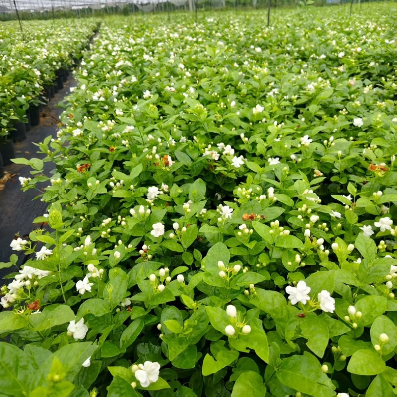 茉莉花盆栽/花卉/产区直发/大量有货