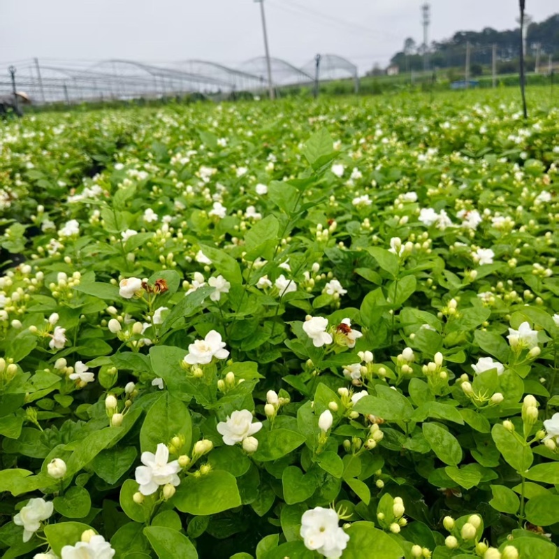茉莉花盆栽/花卉/产区直发/大量有货