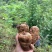 昭通天麻小草坝新鲜天麻个头圆现挖8头10头可切片晒干煲汤