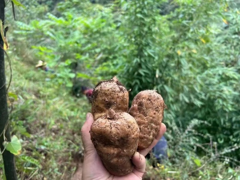 昭通天麻小草坝新鲜天麻个头圆现挖8头10头可切片晒干煲汤