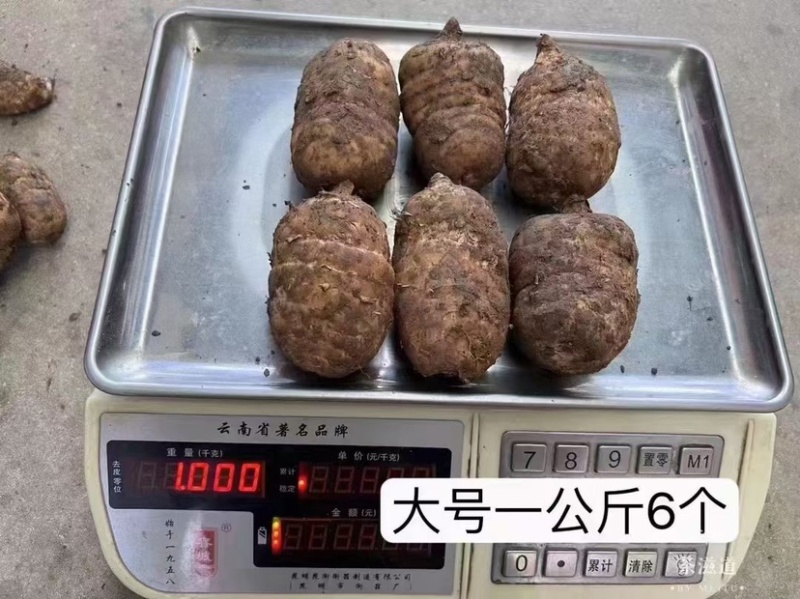 昭通天麻小草坝新鲜天麻个头圆现挖8头10头可切片晒干煲汤