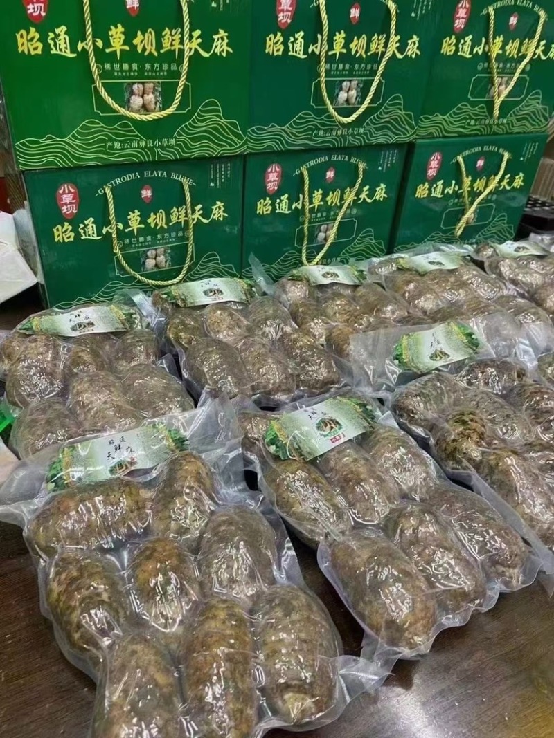 昭通天麻小草坝新鲜天麻个头圆现挖8头10头可切片晒干煲汤