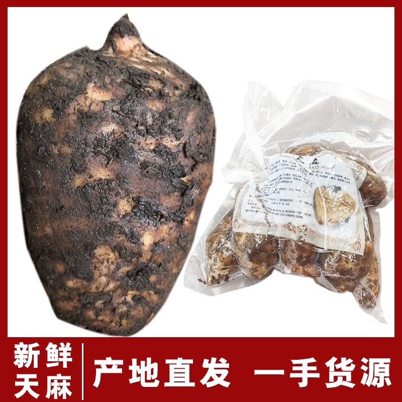 昭通天麻小草坝新鲜天麻个头圆现挖8头10头可切片晒干煲汤