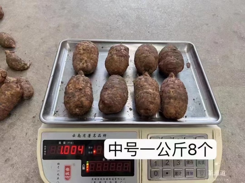 昭通天麻小草坝新鲜天麻个头圆现挖8头10头可切片晒干煲汤