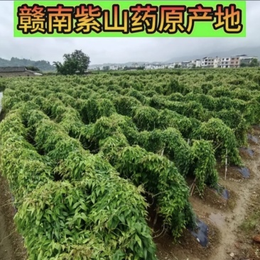 赣南紫山药、富硒、有机