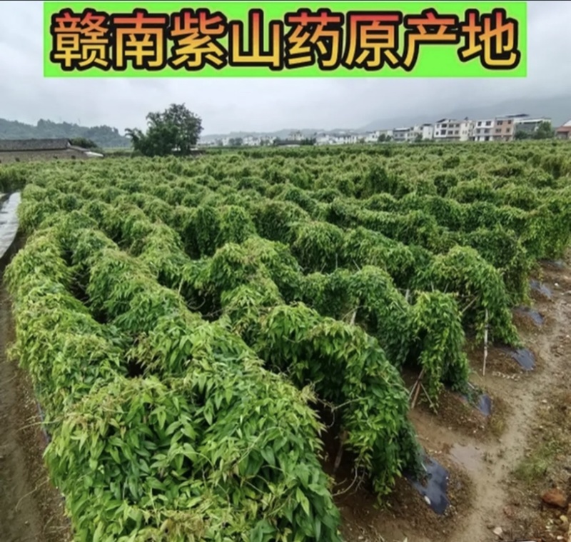 赣南紫山药、富硒、有机