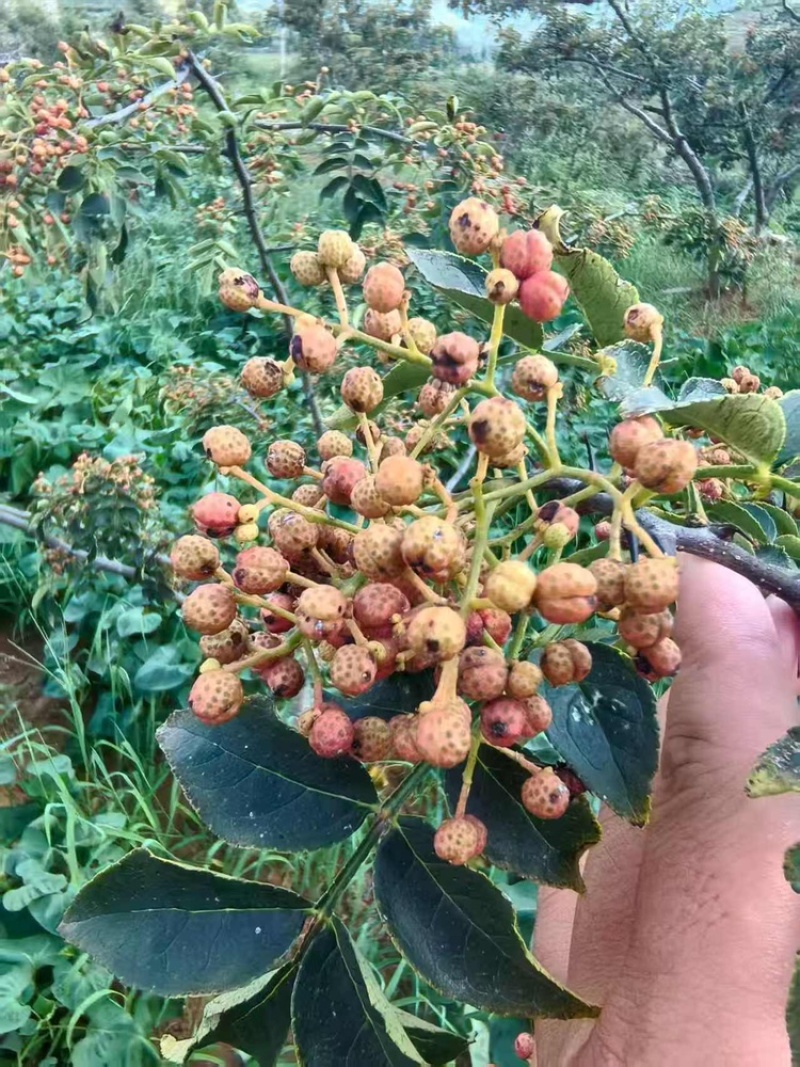 花椒品质保证服务周到产地直发价格美丽欢迎联系