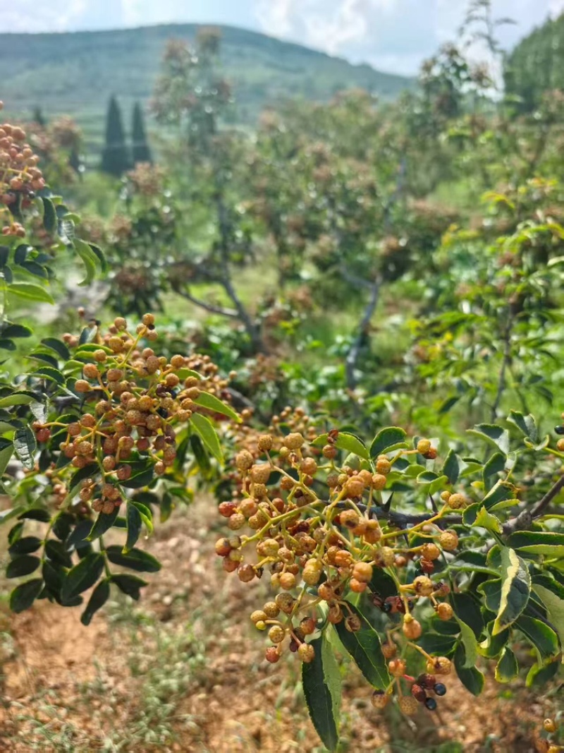 花椒品质保证服务周到产地直发价格美丽欢迎联系