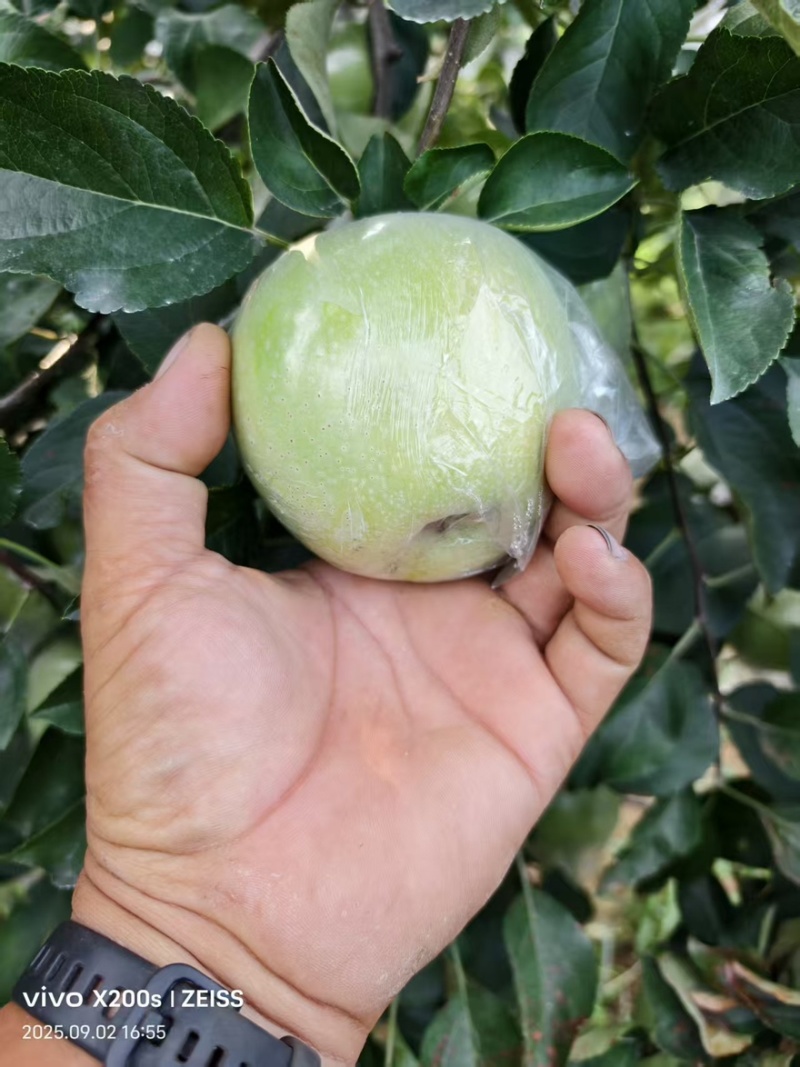自己果园里的青森水蜜桃苹果，口感纯正，欢迎品尝量大从优