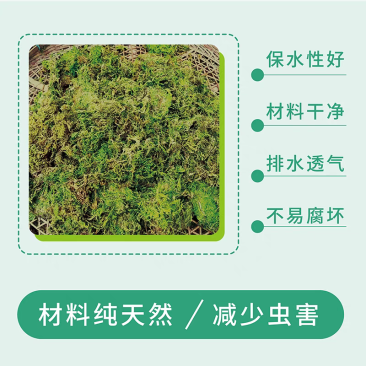 贵州干苔藓蝴蝶兰石斛乌龟多用途批发