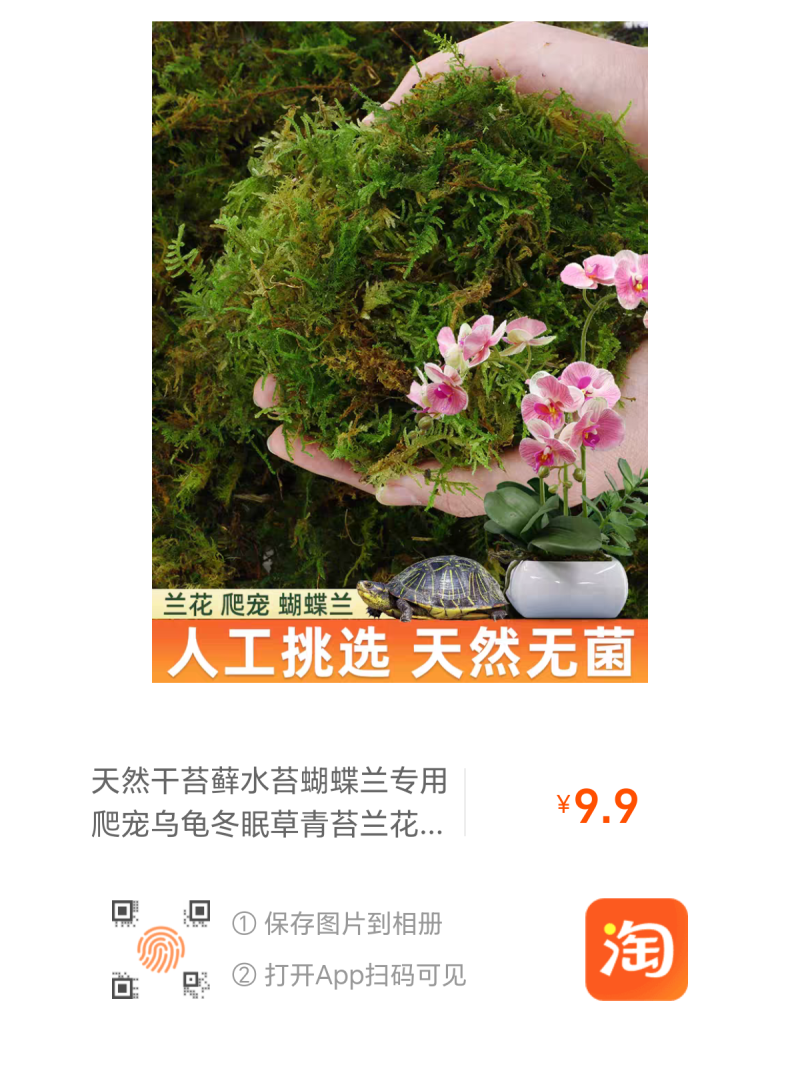 贵州干苔藓蝴蝶兰石斛乌龟多用途批发