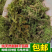贵州干苔藓蝴蝶兰石斛乌龟多用途批发