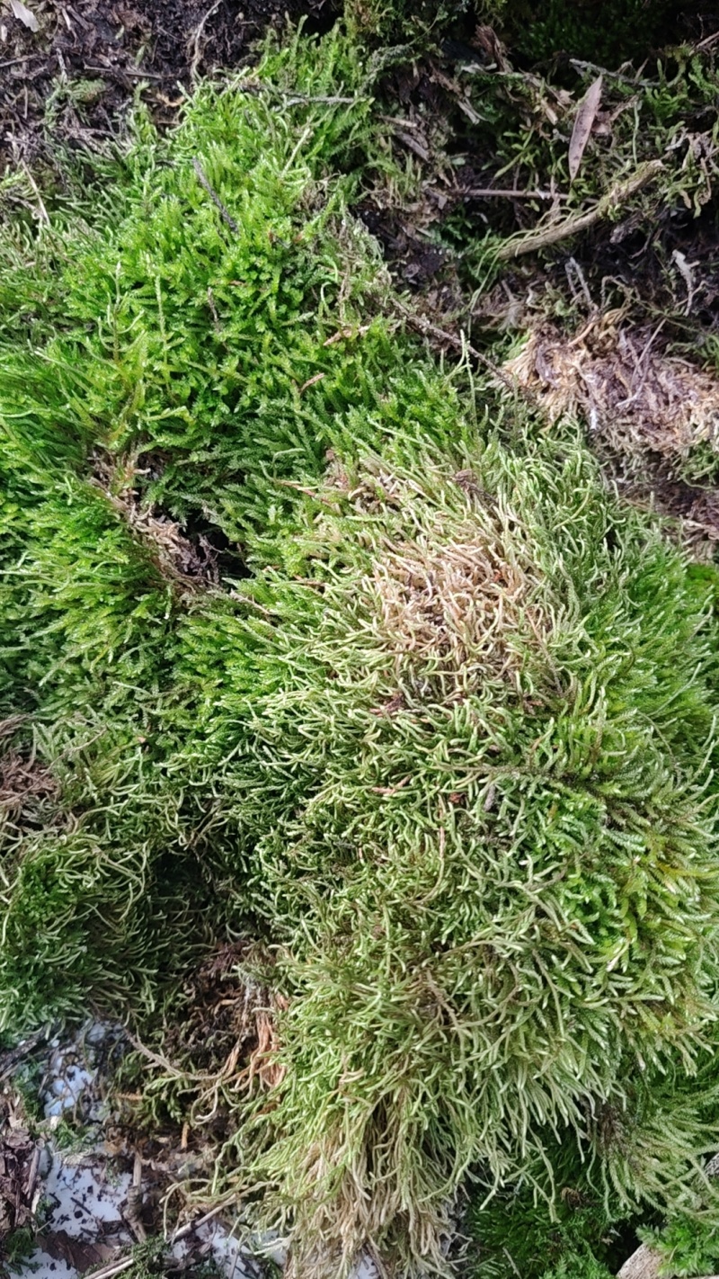 贵州干苔藓蝴蝶兰石斛乌龟多用途批发