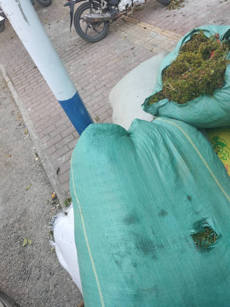 贵州干苔藓蝴蝶兰石斛乌龟多用途批发