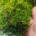 贵州干苔藓蝴蝶兰石斛乌龟多用途批发