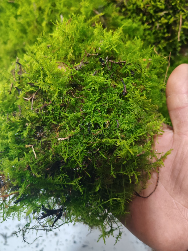 贵州干苔藓蝴蝶兰石斛乌龟多用途批发