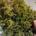贵州干苔藓蝴蝶兰石斛乌龟多用途批发