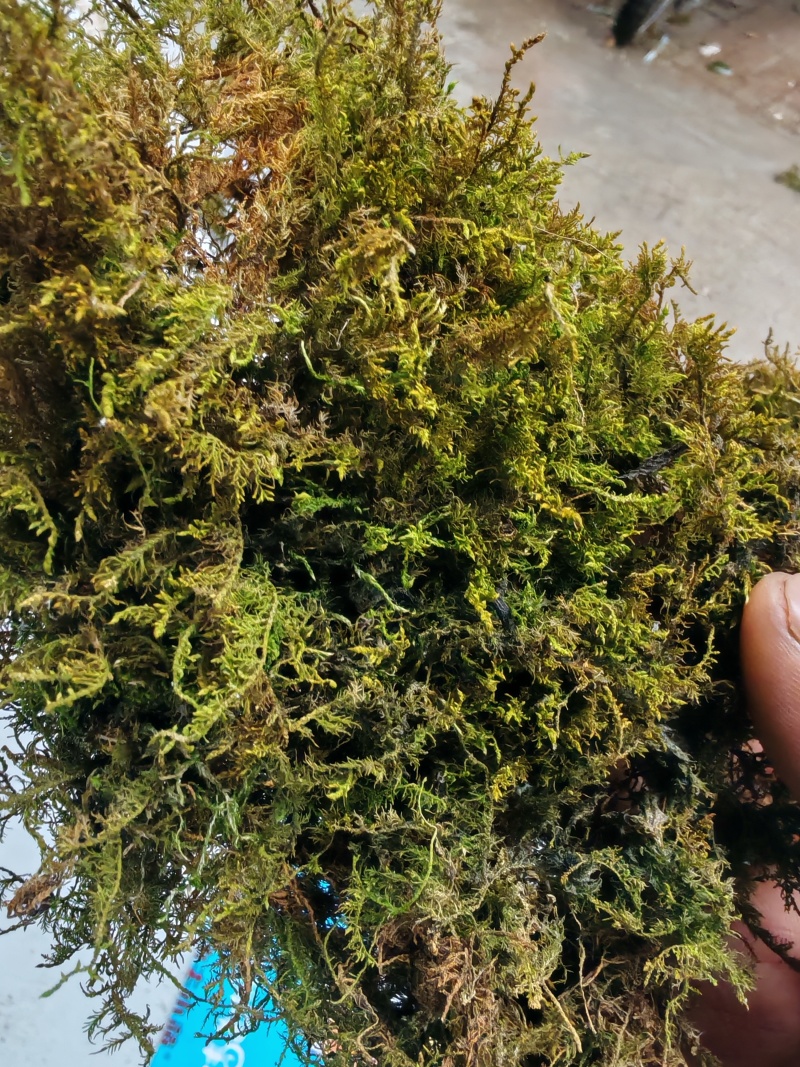 贵州干苔藓蝴蝶兰石斛乌龟多用途批发