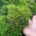 贵州干苔藓蝴蝶兰石斛乌龟多用途批发