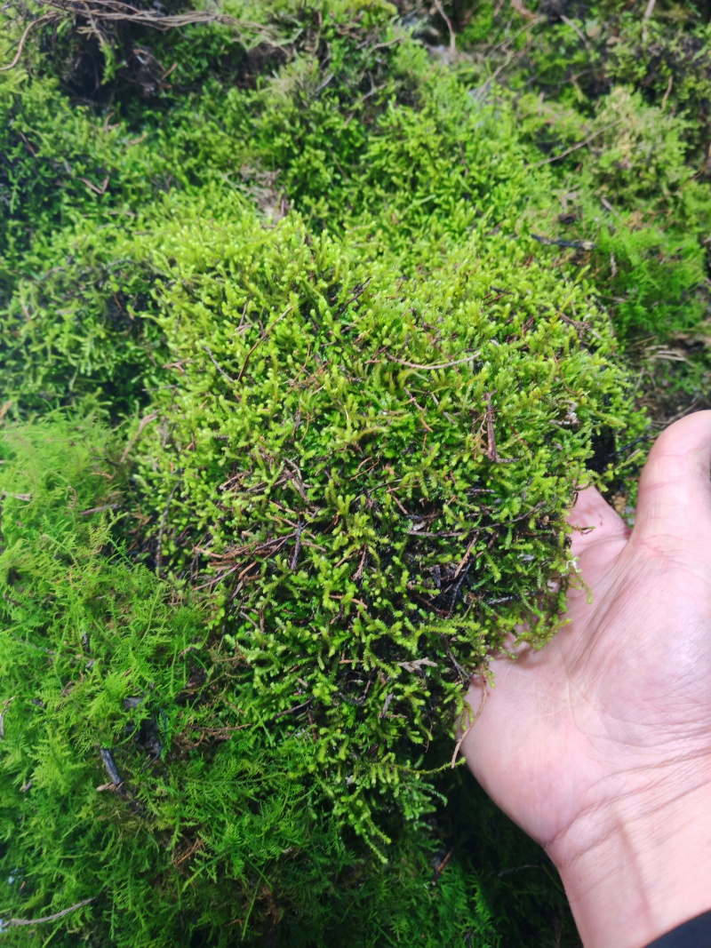 贵州干苔藓蝴蝶兰石斛乌龟多用途批发