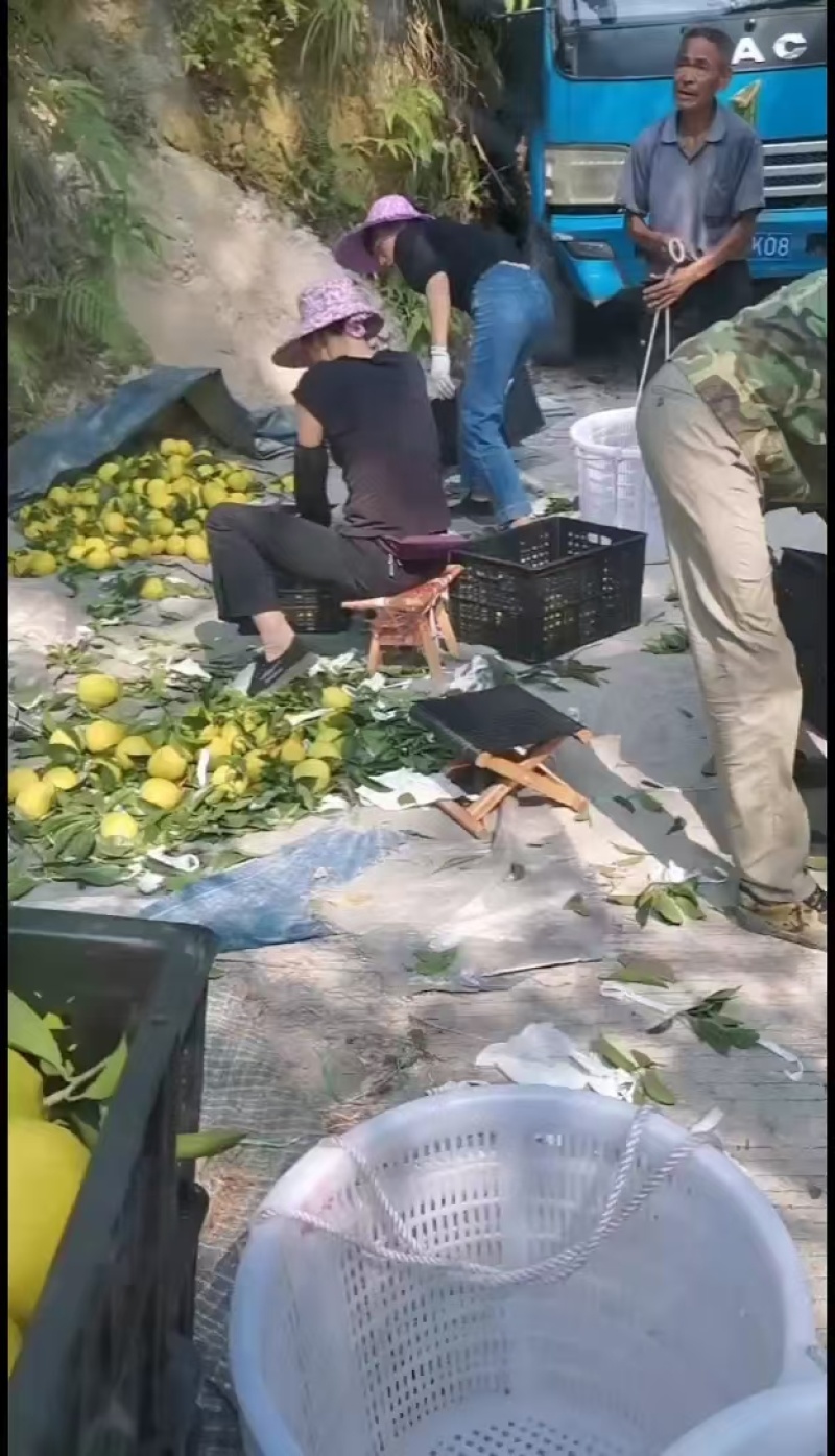 脐橙平和产地直发