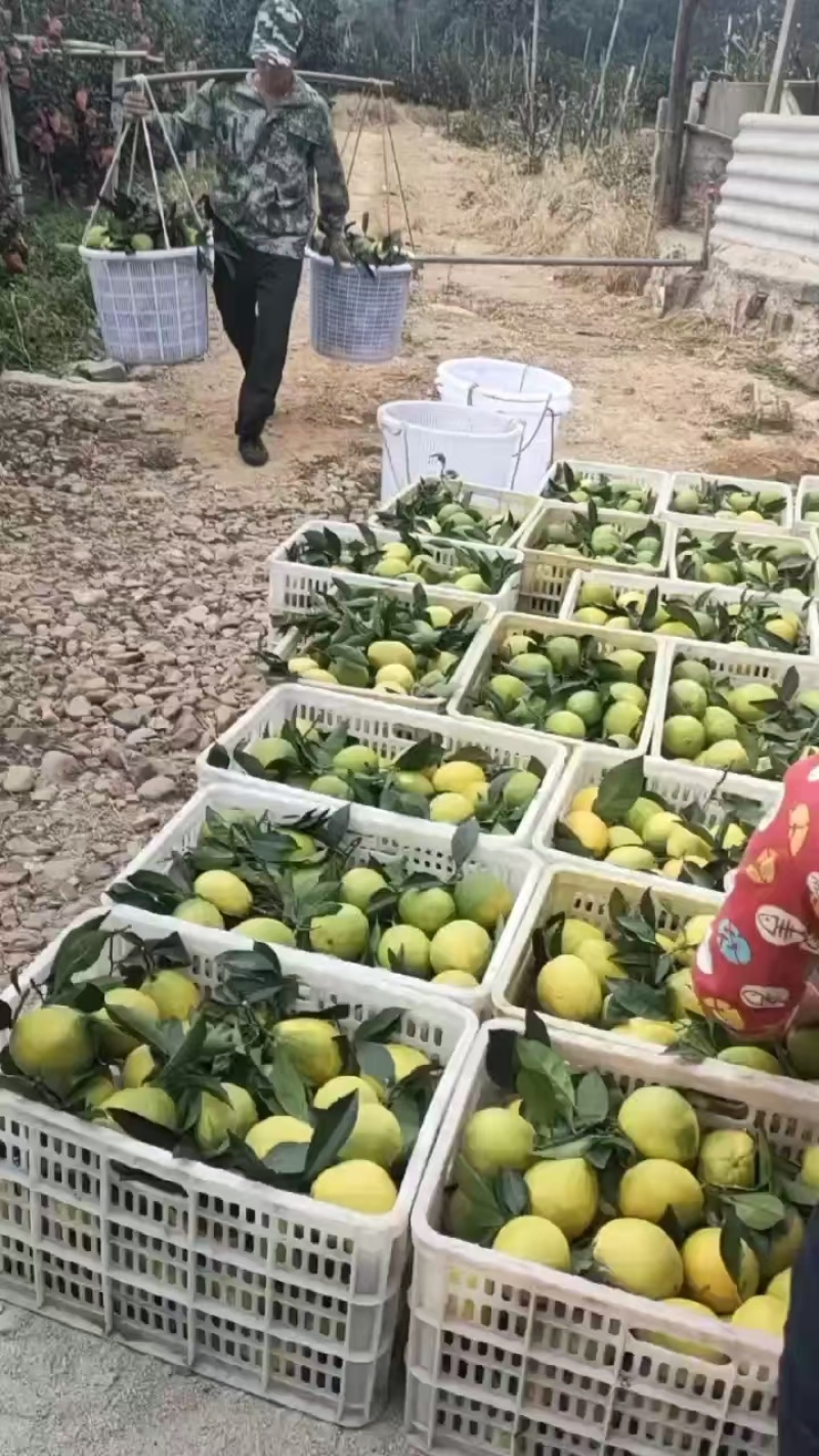 脐橙平和产地直发