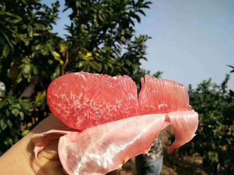 【推荐】平和县柚子，葡萄柚红心柚品种规格齐全