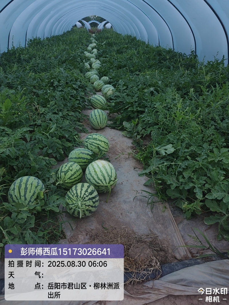 无籽美自产自销/装车价西瓜8斤打底8成五熟，视频看货