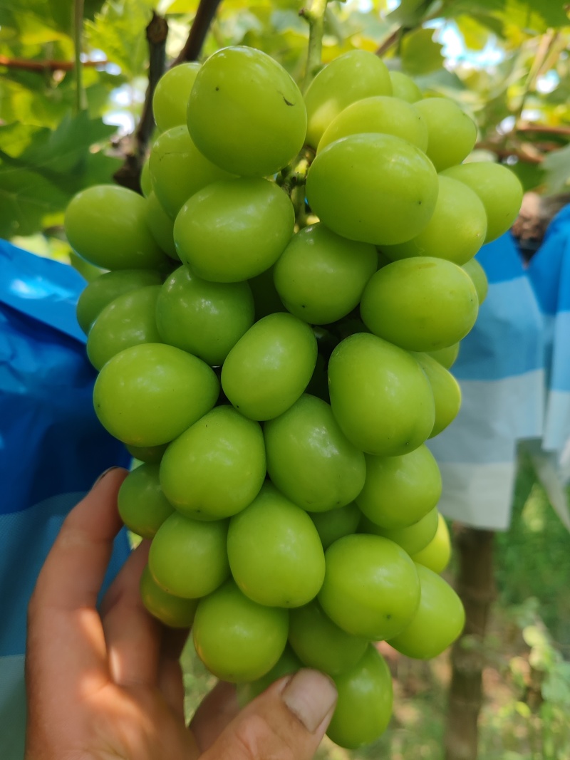 阳光玫瑰精品香脆甜