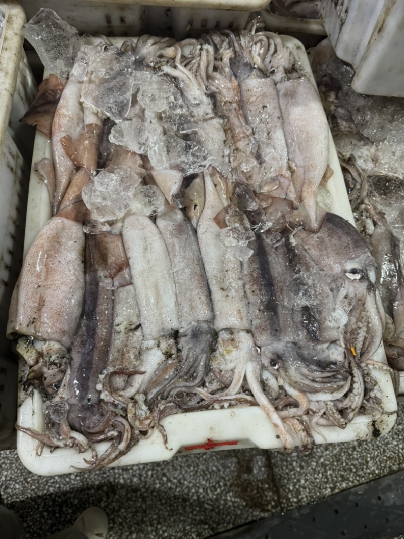 大连鱿鱼大量供应规格齐全保质保量欢迎电话联系