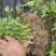芹菜苗
