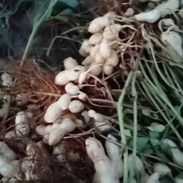 鲜花生