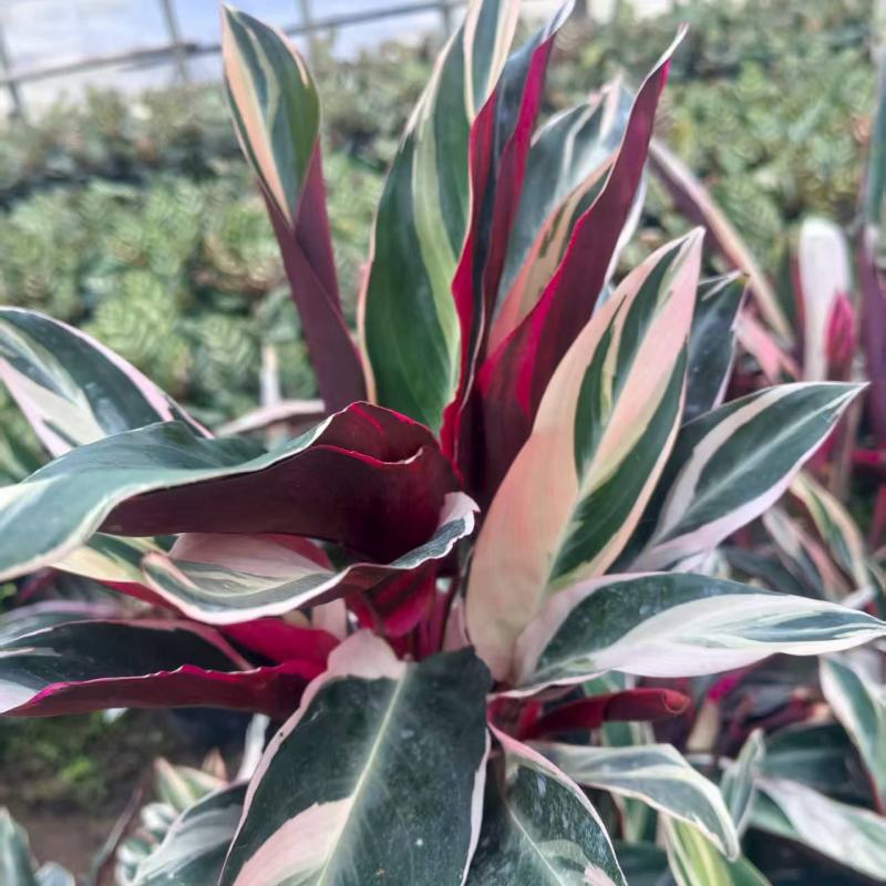 七彩竹芋室内外绿植花卉水培土培盆栽