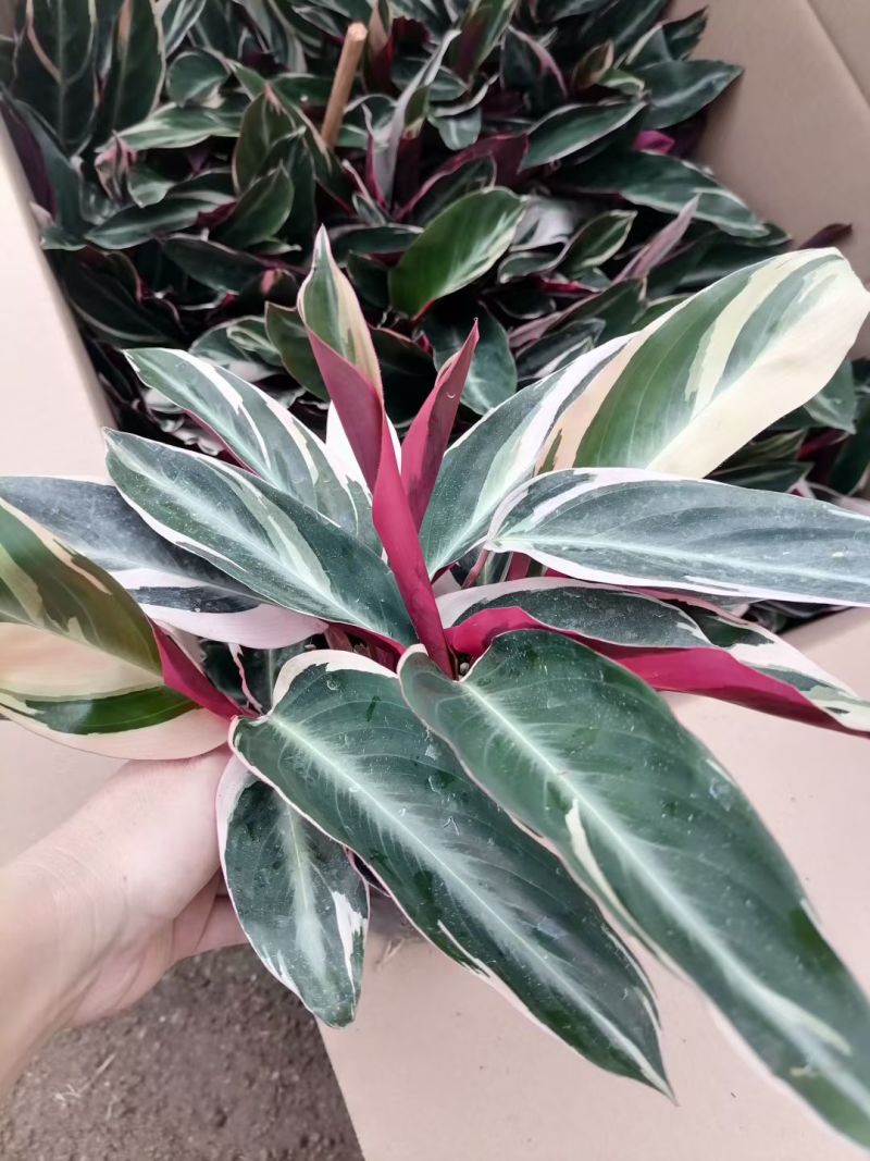 七彩竹芋室内外绿植花卉水培土培盆栽