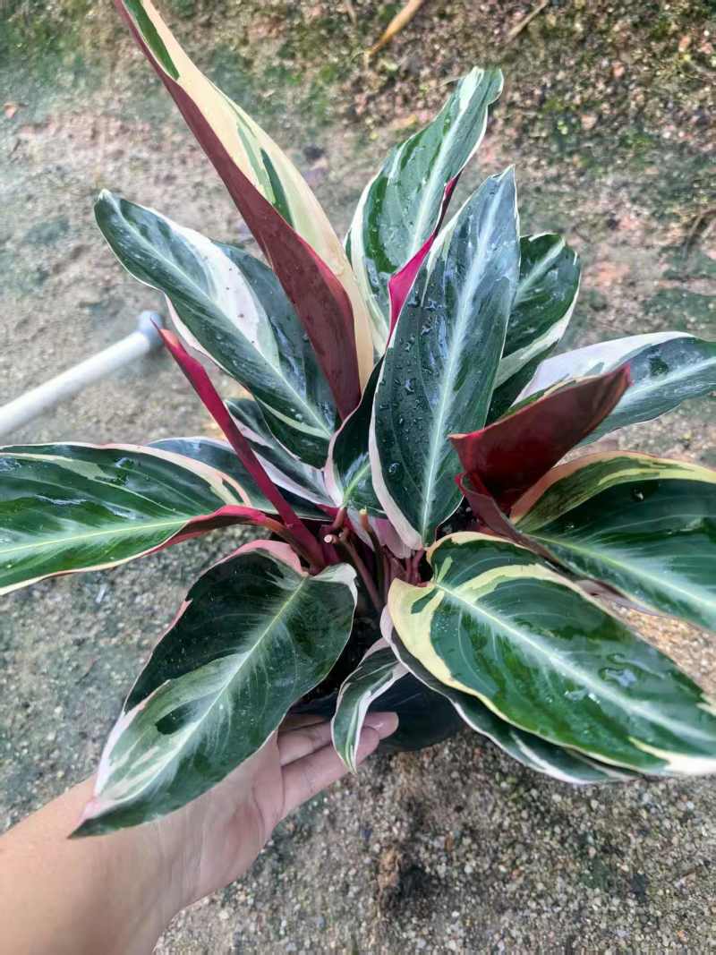 七彩竹芋室内外绿植花卉水培土培盆栽
