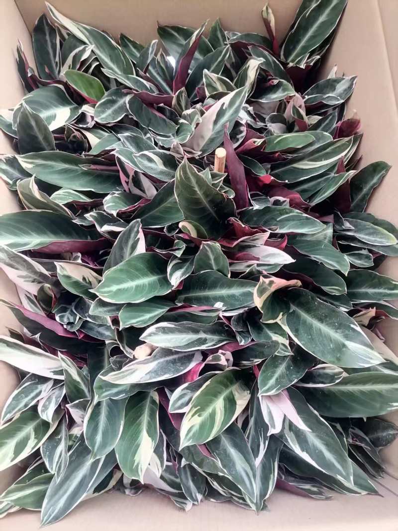 七彩竹芋室内外绿植花卉水培土培盆栽