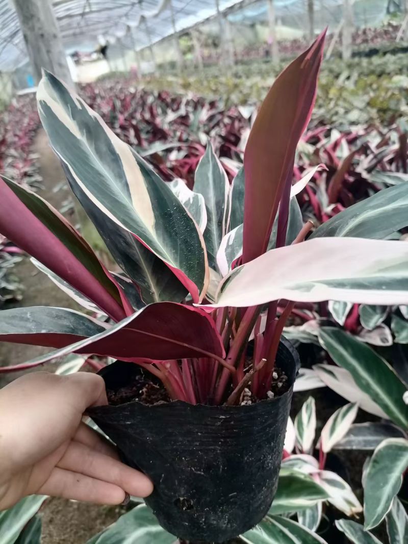 七彩竹芋室内外绿植花卉水培土培盆栽