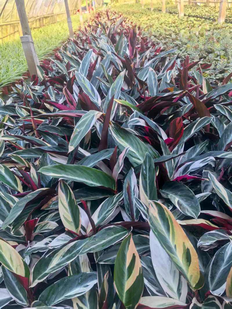 七彩竹芋室内外绿植花卉水培土培盆栽